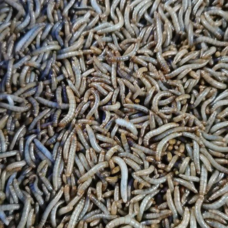 10kg Dried Mealworms
