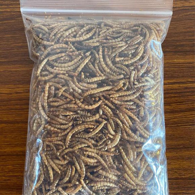 25 kg Dried Mealworms