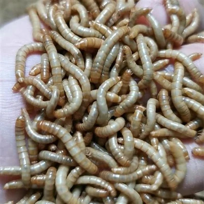 Anwendungsbereich von getrockneten Mahlzeitenwürmern für Hühner