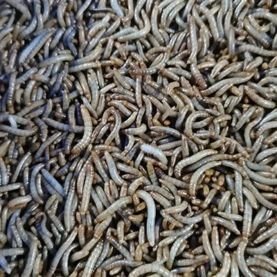 Anwendungsbereich von getrockneten Mahlzeitenwürmern für Vögel
