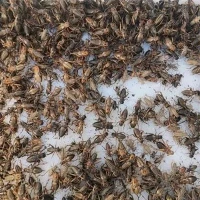 Getrocknete Grillen für Schildkröten
