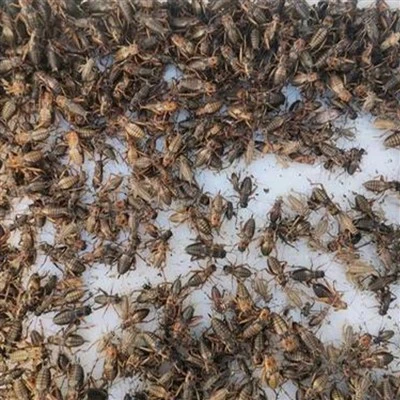 Getrocknete Grillen für Schildkröten