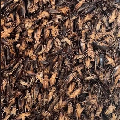 Getrocknete Grillen zum Essen