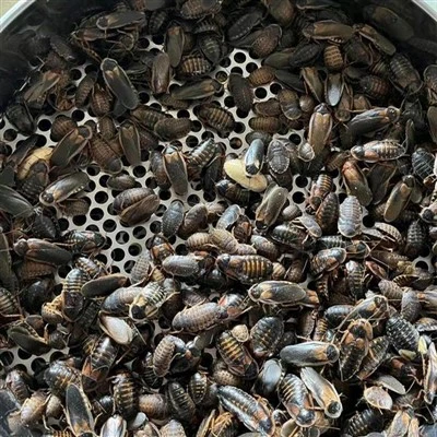 Getrocknete Dubia -Kakerlaken