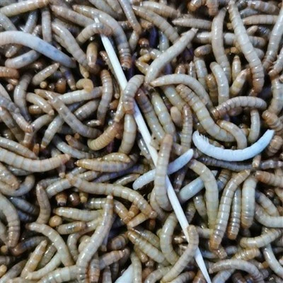 Getrocknete Mehlwürmer 5 kg