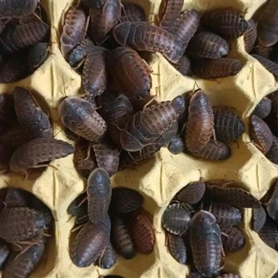 Extra große Dubia -Kakerlaken