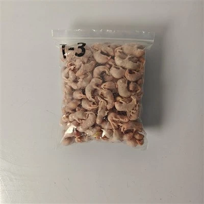 Gefrorene Welpe -Ratten