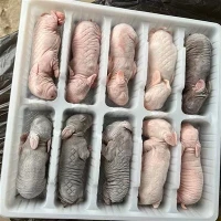 Gefrorene Kaninchen für Schlangenfutter